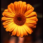 Gerbera