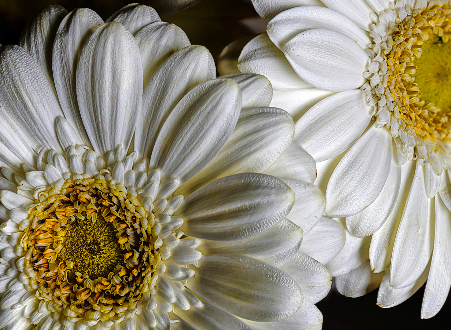 Gerbera