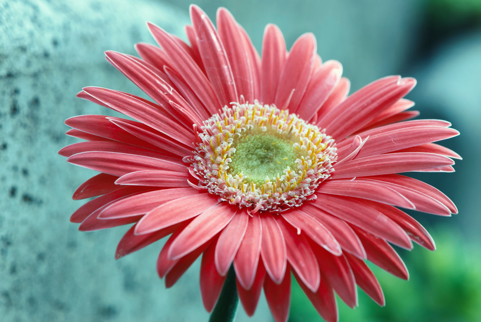 Gerbera