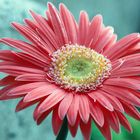 Gerbera