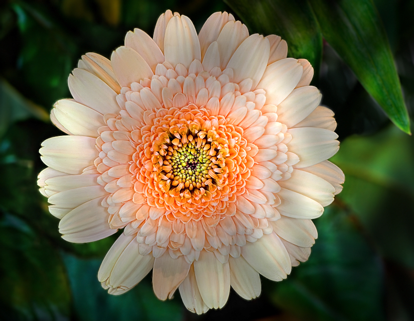 Gerbera