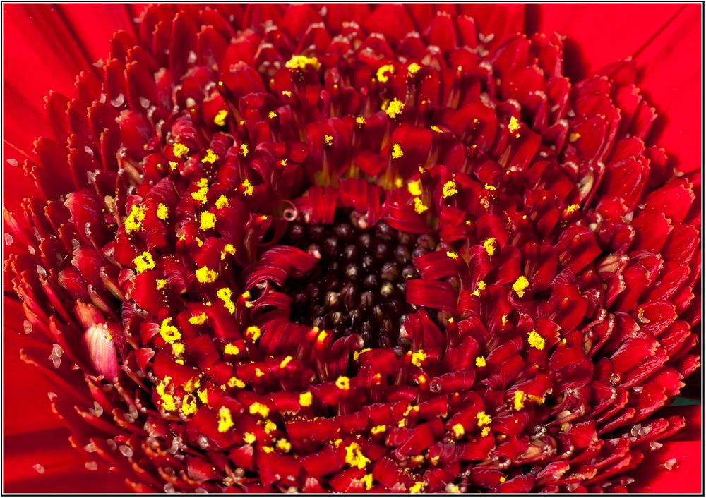 Gerbera von Norbert Kurz 