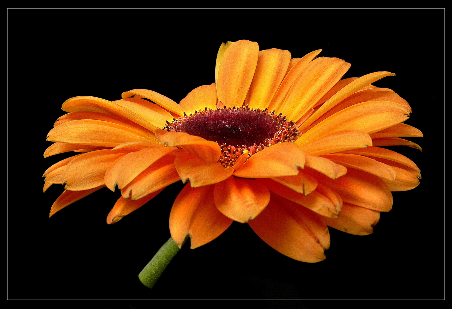 Gerbera 