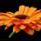 Gerbera 