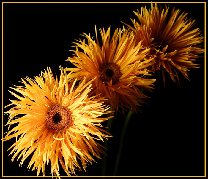 Gerbera