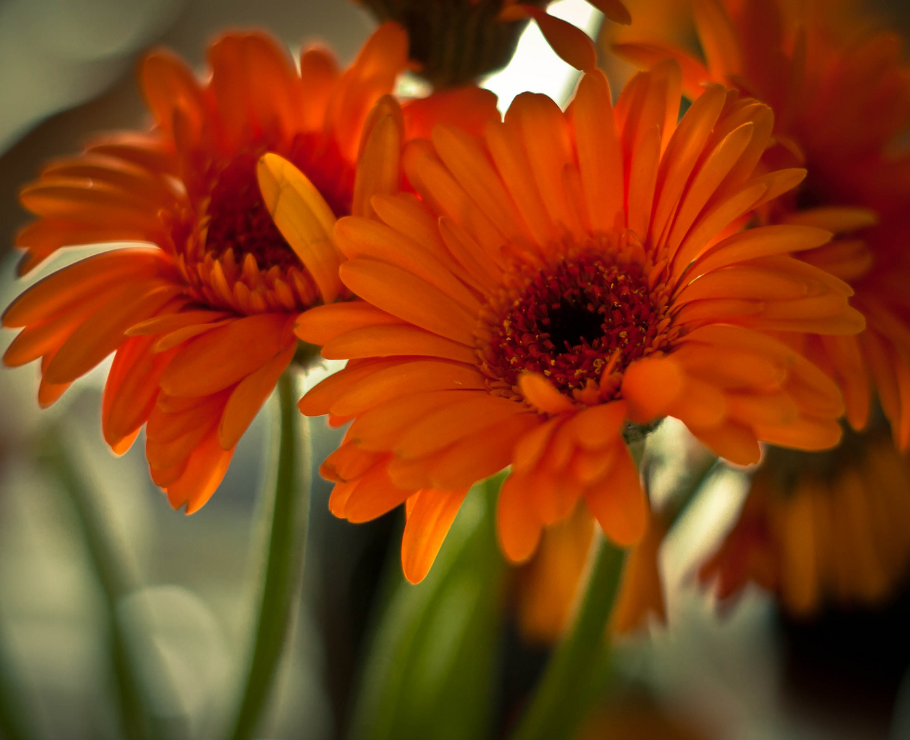 Gerbera