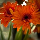 Gerbera