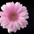 Gerbera