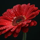 +Gerbera+