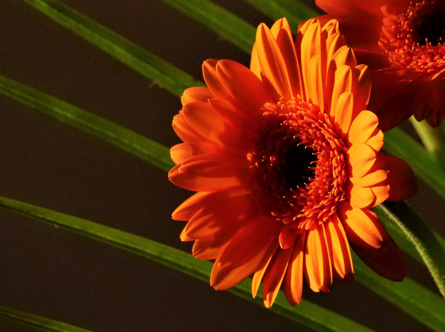 Gerbera