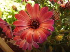 Gerbera