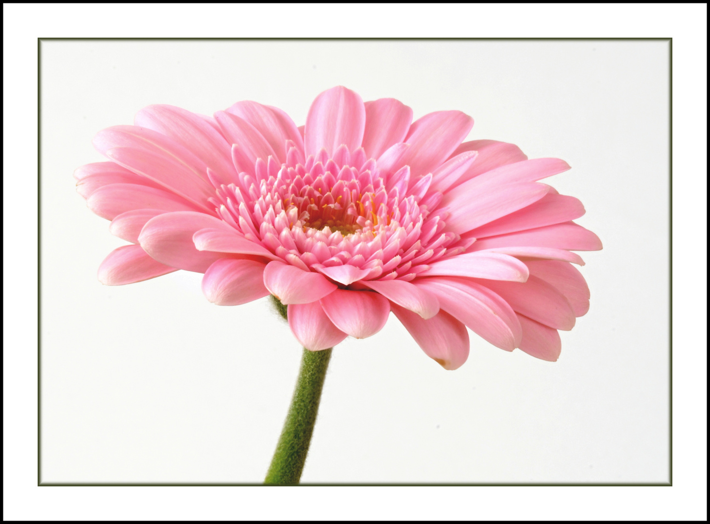 Gerbera