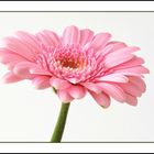 Gerbera