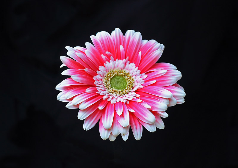 Gerbera . . .