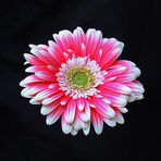 Gerbera . . .