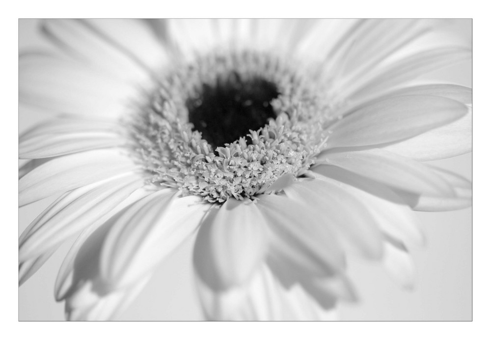 Gerbera