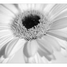 Gerbera