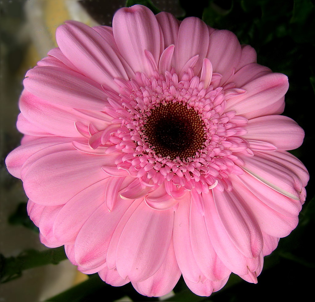 Gerbera