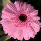 Gerbera