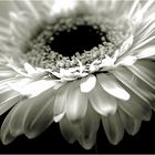 Gerbera