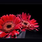 Gerbera