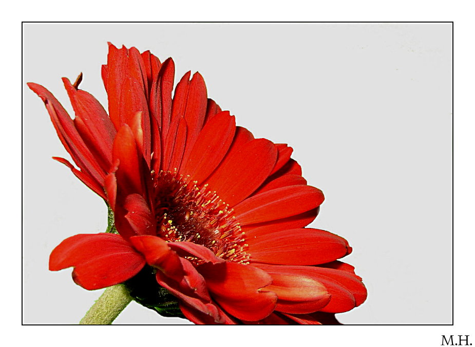 Gerbera