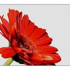 Gerbera