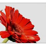 Gerbera