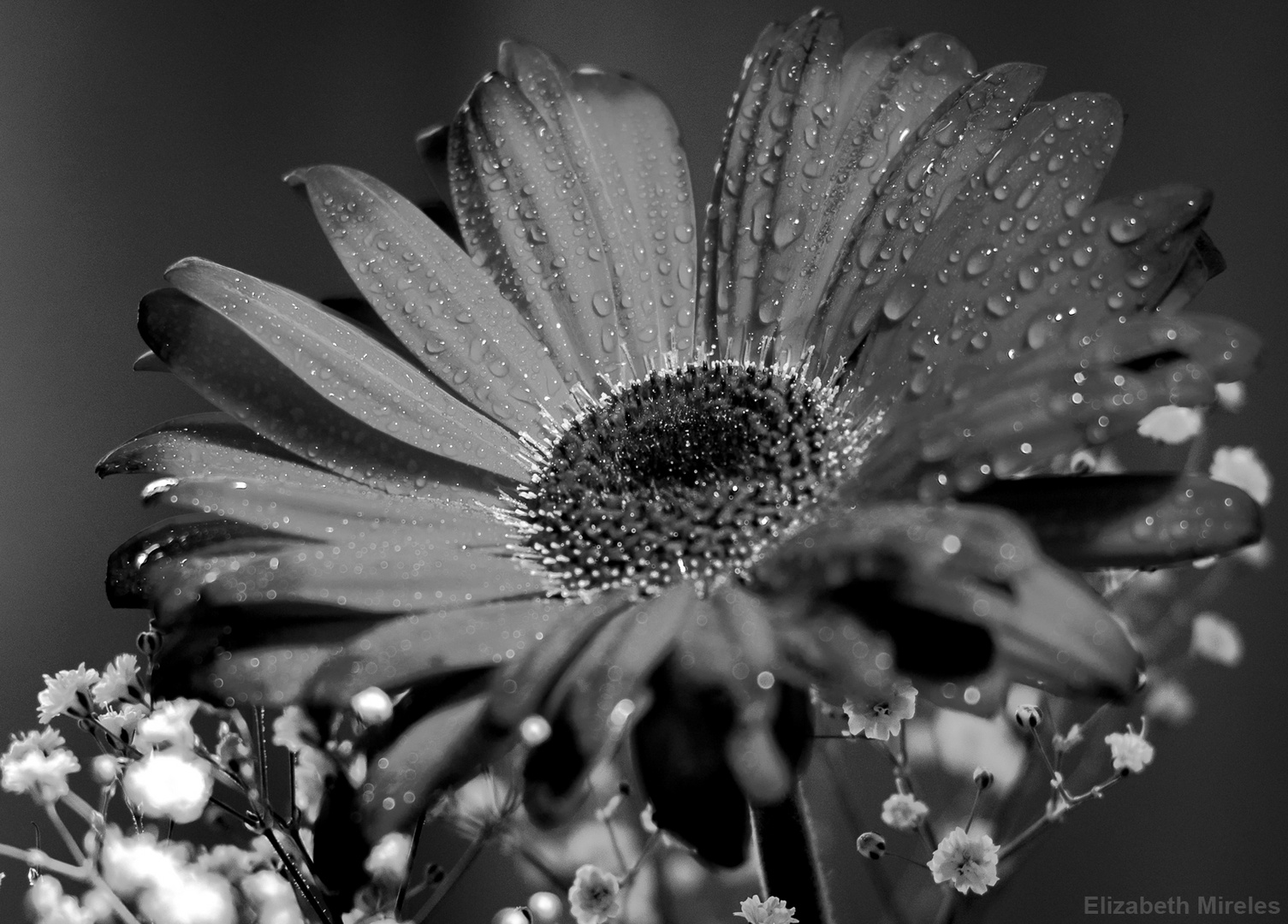 Gerbera