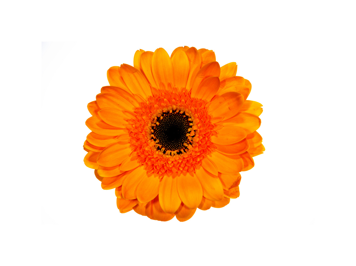 Gerbera