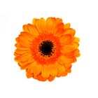 Gerbera