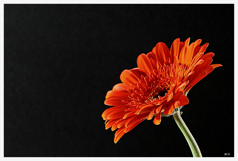 Gerbera