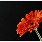 Gerbera