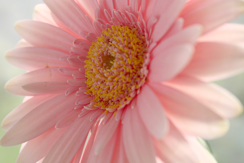 gerbera