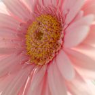 gerbera