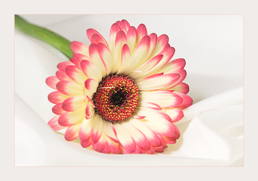 Gerbera