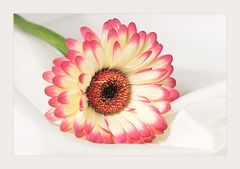 Gerbera