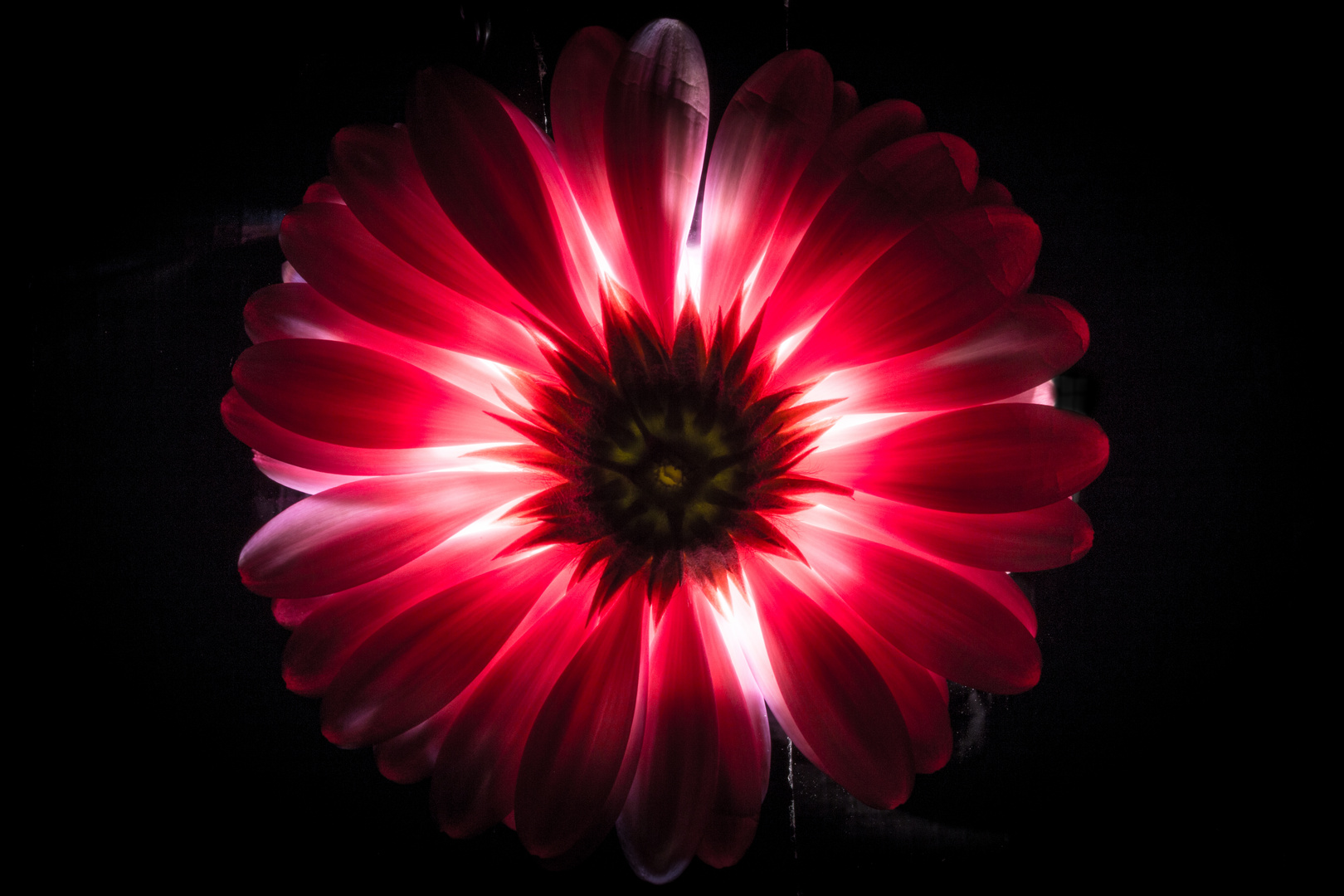 Gerbera 3