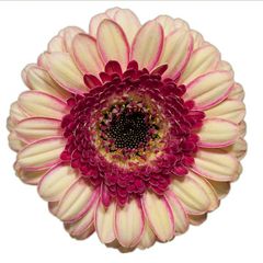 Gerbera (3)