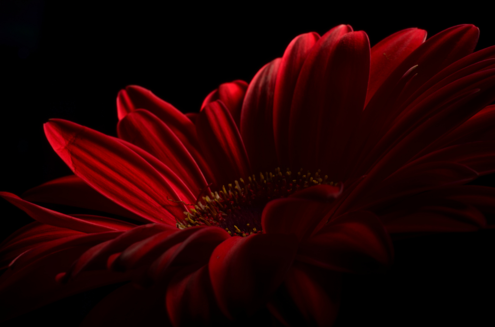 Gerbera 3