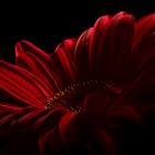 Gerbera 3