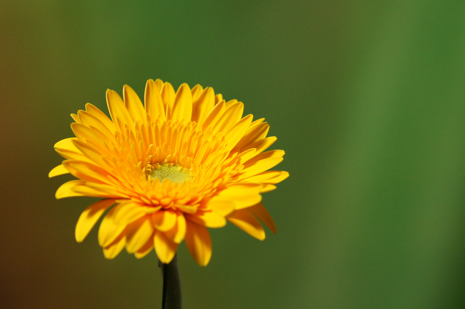 Gerbera 3