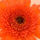 Gerbera 3