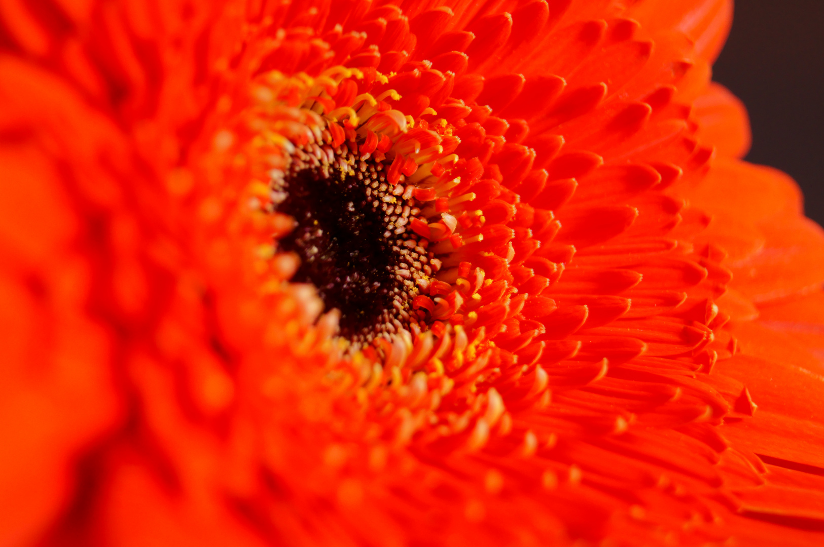 Gerbera