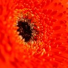 Gerbera