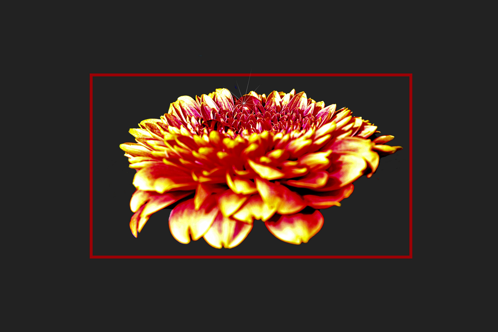 Gerbera