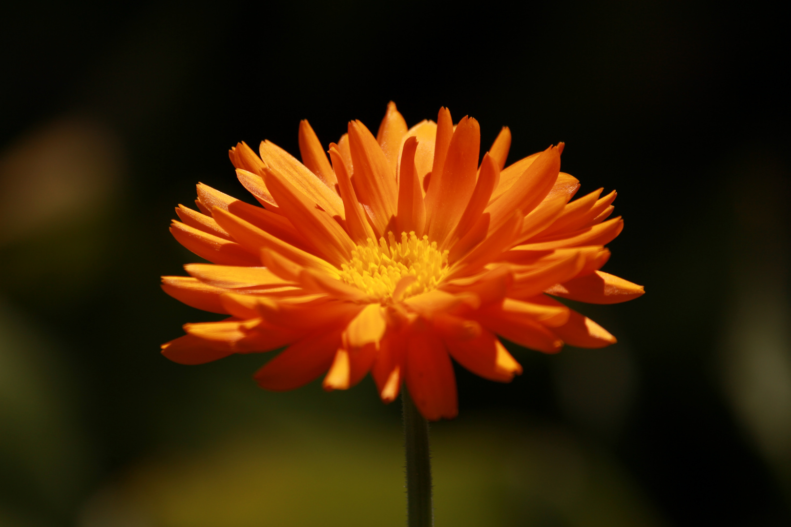 Gerbera...