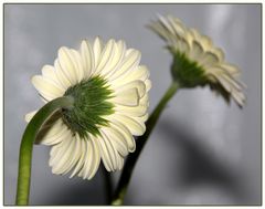 Gerbera.