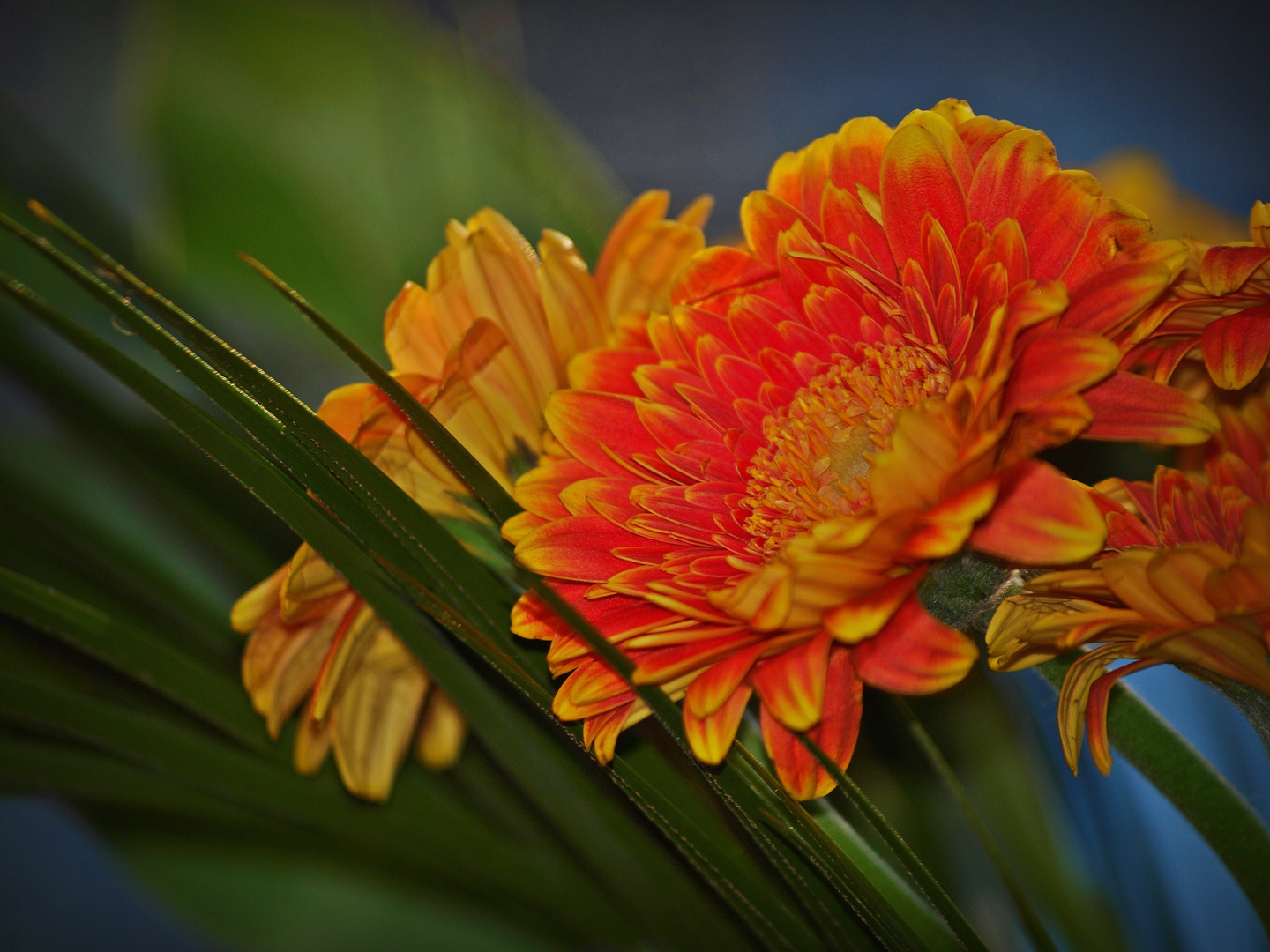 Gerbera