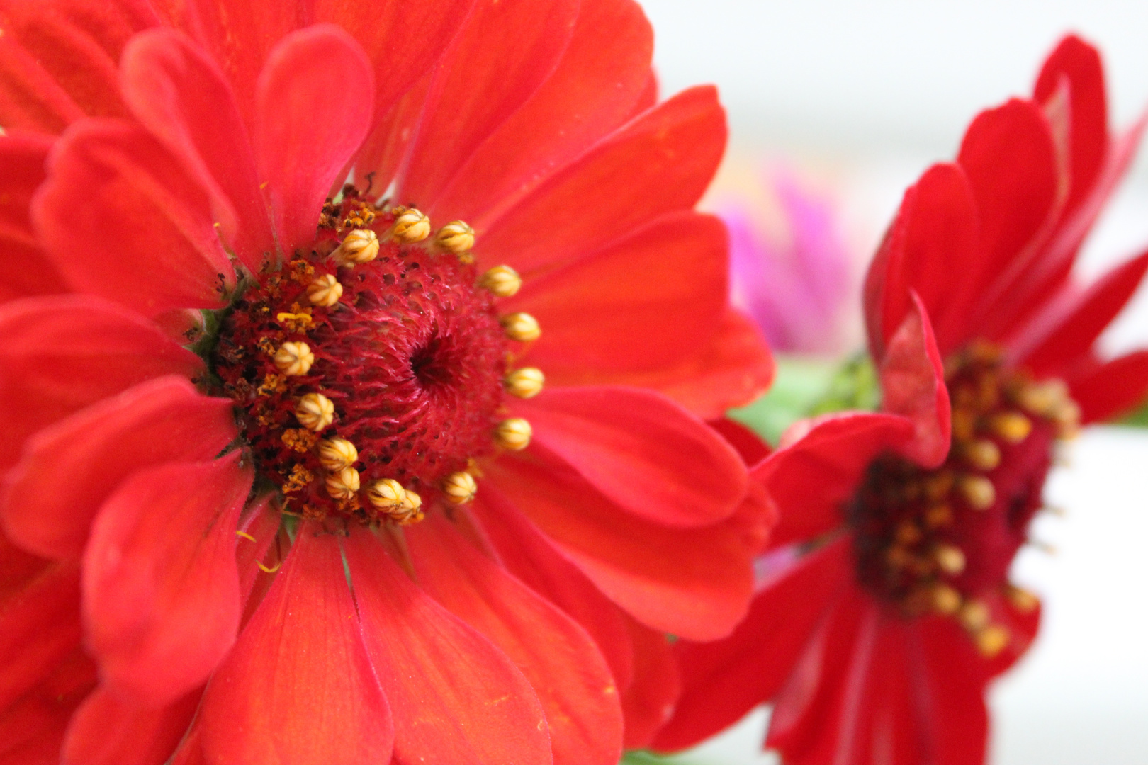 Gerbera